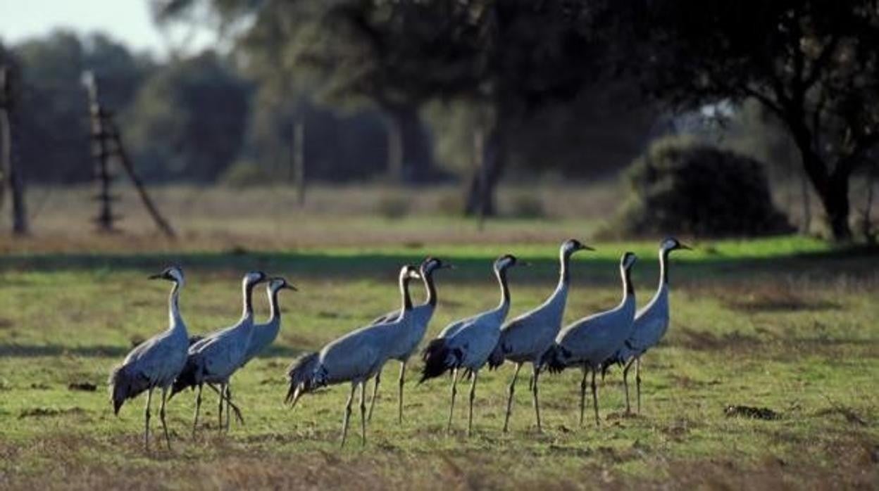 Un grupo de grullas en una imagen de archivo