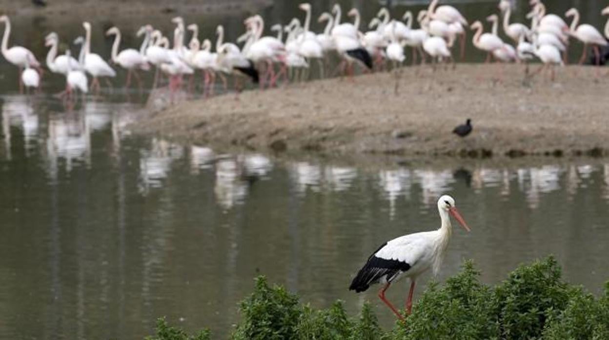 Pájaros en Doñana