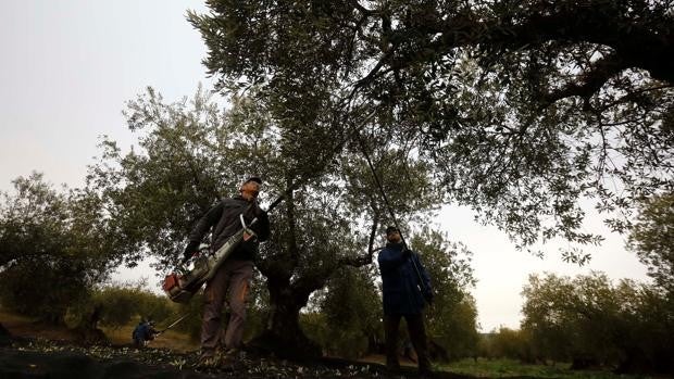 Madrid denuncia a la DOP Aceites de Baena por difundir sus propiedades saludables