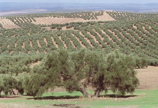 Panorámica de un olivar en la Subbética