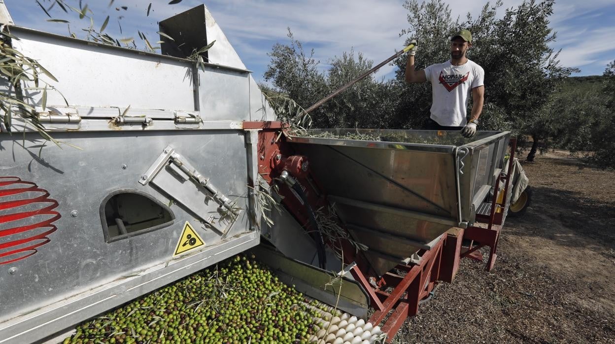 Recogida de aceituna en un olivar de Montilla