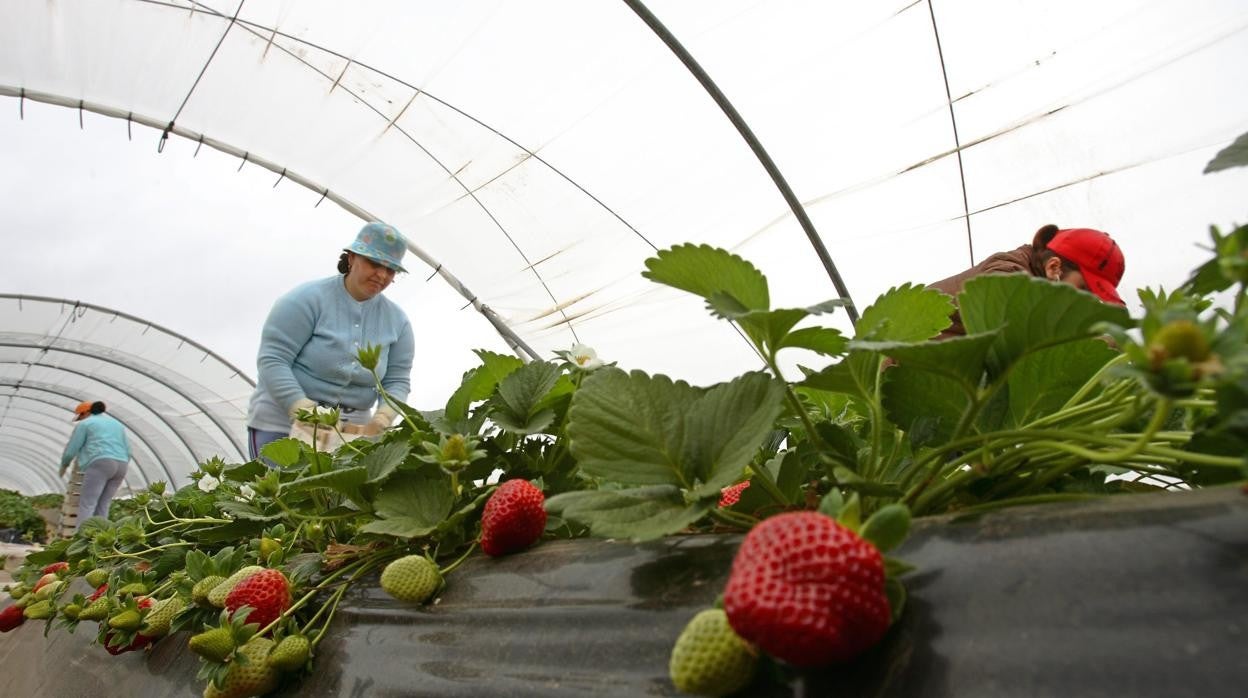 Mujeres trabajando en la recolección de fruta en una finca en Huelva