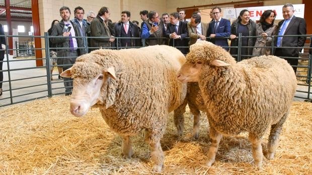 Confevap organizará de nuevo la Feria Ganadera del Valle de los Pedroches de Córdoba, que será del 21 al 24 de abril de 2022