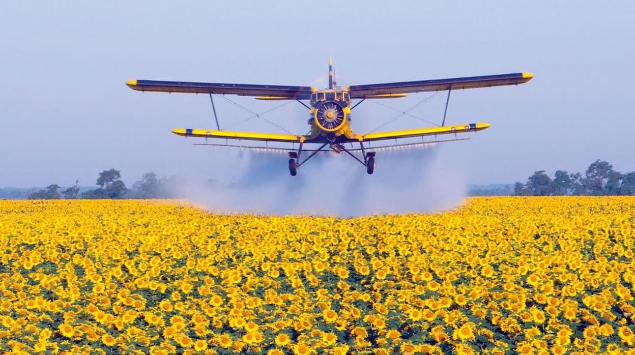 Córdoba exporta a Ucrania pipas de girasol e importa su aceite