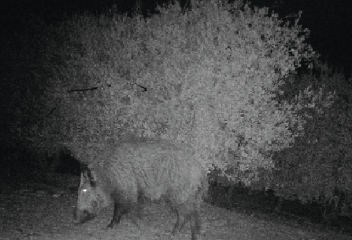 Jabalí, fotografiado de noche en la finca de olivar 'Villa del Río'