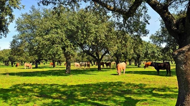 El campo andaluz se planta en Madrid el próximo 20 de marzo frente al medioambientalismo