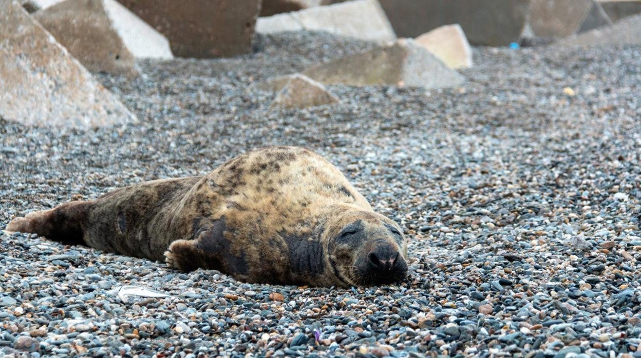 Una foca gris, especie propia del Atlántico Norte, apareció este jueves en la playa del Cable de Motril