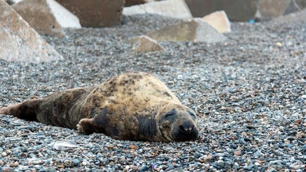 La curiosa imagen de una foca gris aparecida en una playa de Motril