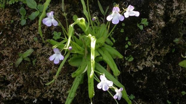 Andalucía pierde cinco especies vegetales y otras 61 están en riesgo