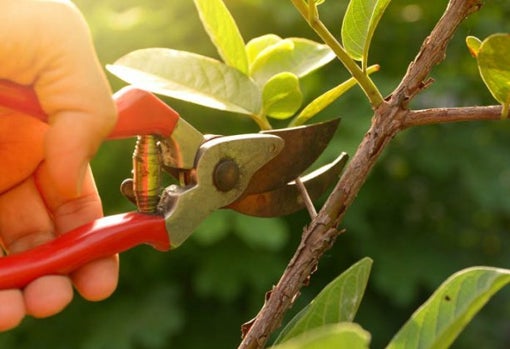 Nueve trucos para regar las plantas sin ahogarlas