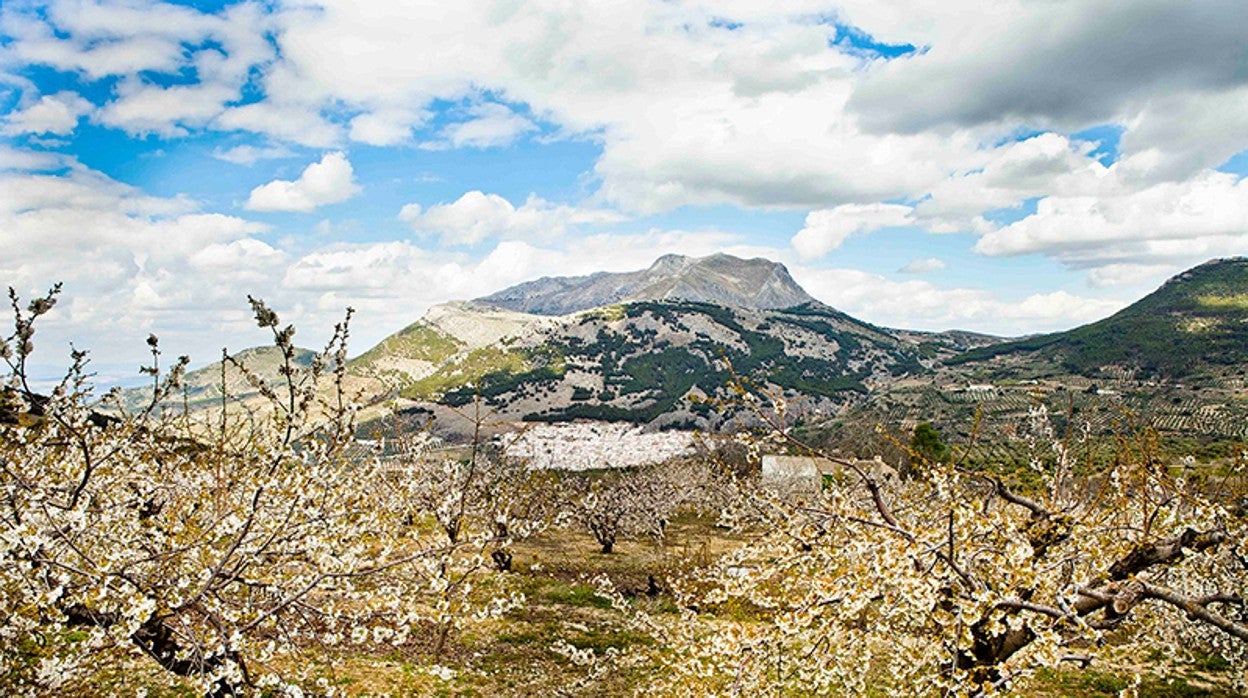 Floración de cerezos en el parque natural de sierra Mágina