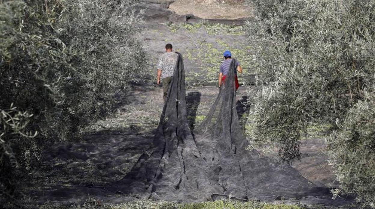 Un olivar en la provincia de Córdoba durante la pandemia