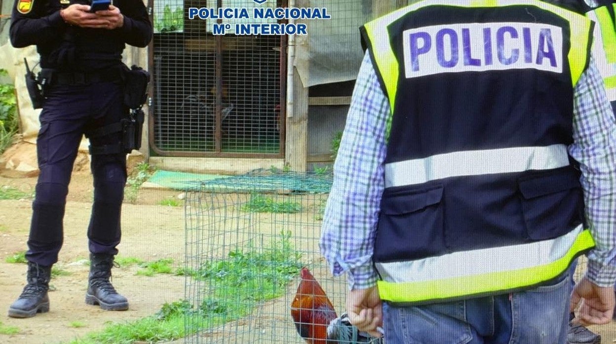 Agentes custodian a uno de los gallos utilizados para las peleas ilegales