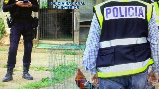 Detenidas 57 personas en una operación contra los reñideros de peleas de gallos en Jaén y Córdoba