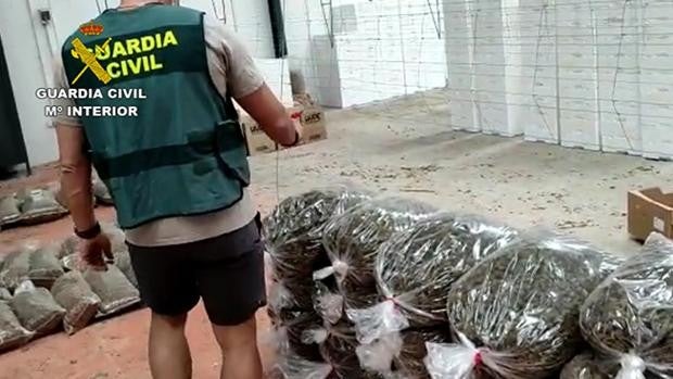 La Guardia Civil detiene a dos personas e incauta más de 54.000 plantas de marihuana en Córdoba