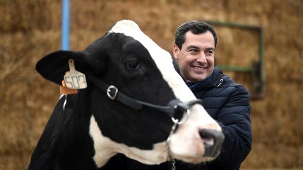 La indecisión de la vaca a la que Juanma Moreno le pidió el voto