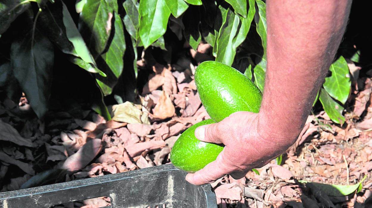 Recogida de aguacates en una explotación de Málaga