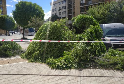 Un árbol caído en la avenida de las Ollerías