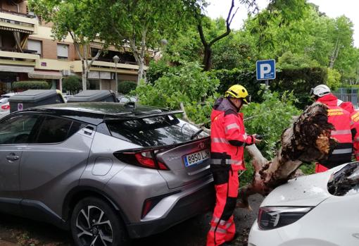 Los bomberos, esta tarde interviendo en la calle El Nogal tras la caída de un gran árbol