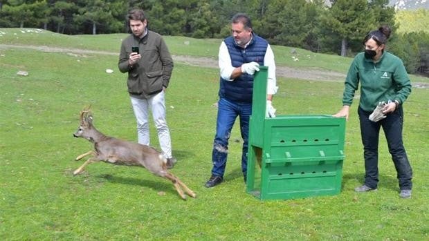 La Junta libera un ejemplar de corzo andaluz en el parque natural Sierra de Huétor de Granada