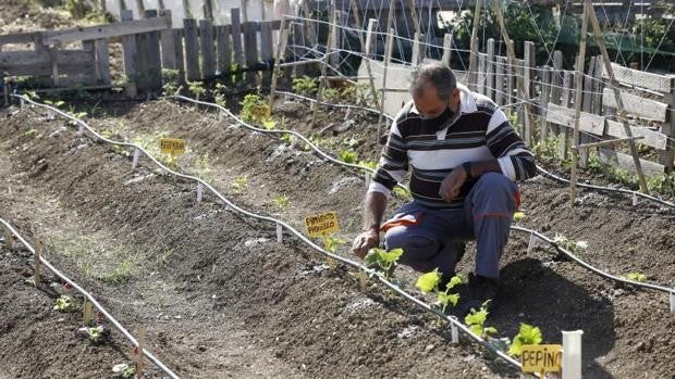 Los huertos urbanos toman el relevo de los pequeños productores tradicionales de Córdoba