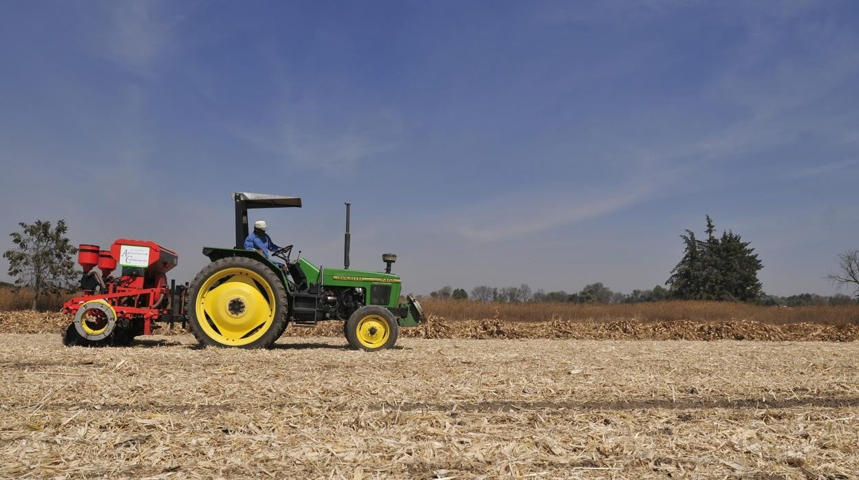 Un agricultor siembra maíz