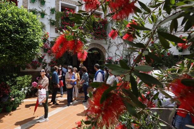 Patios de Córdoba 2022 | Santa Marina y San Agustín, donde las flores nacen de tallos añosos