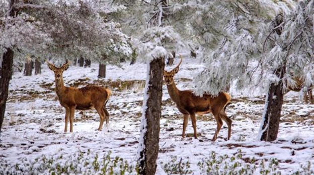 Ciervos en el Parque Natural Sierra de Baza