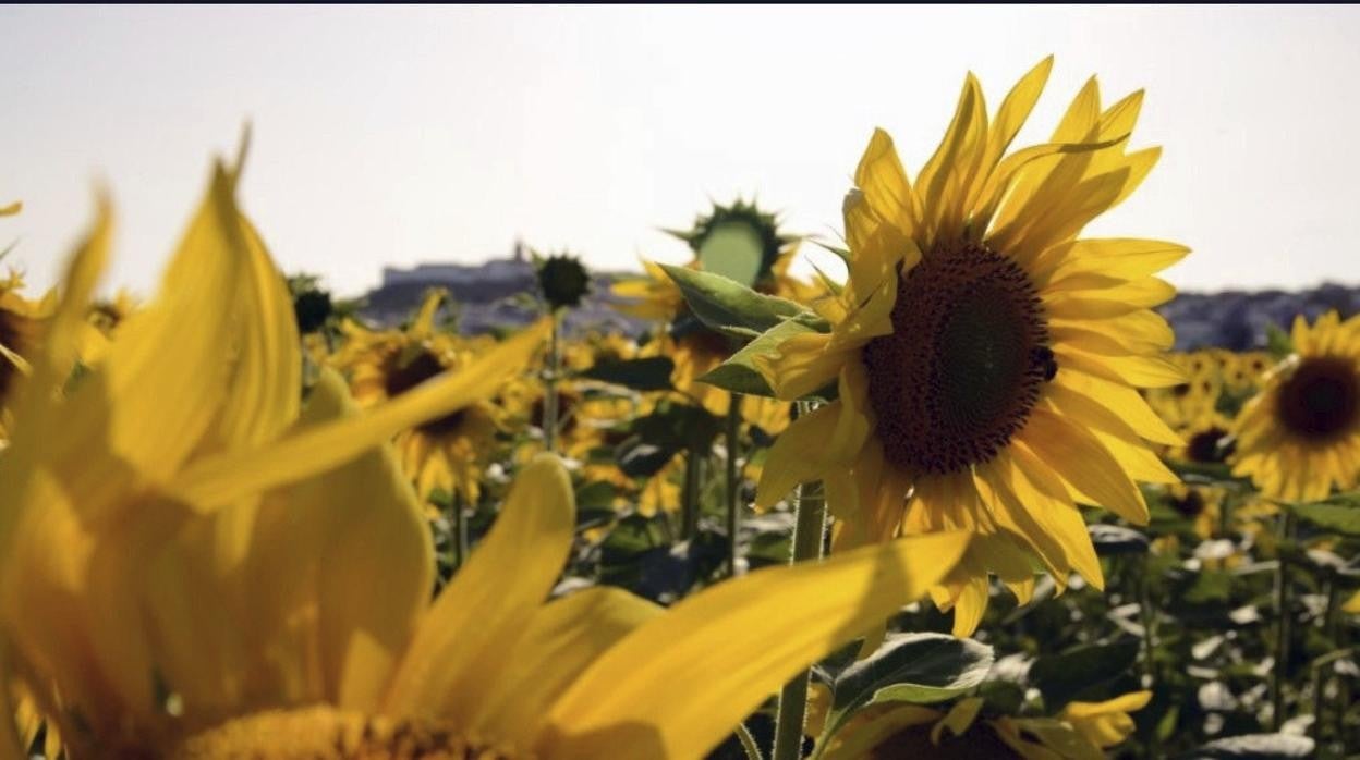 Cultivo de girasoles