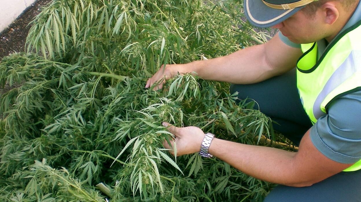 Una operación contra una plantación de marihuana