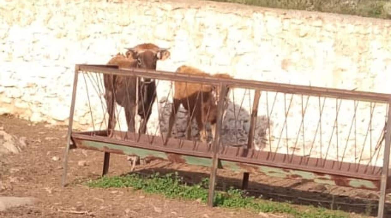 Las dos vacas se encontraban en un corral de Alcolea propiedad de la Junta de Andalucía.