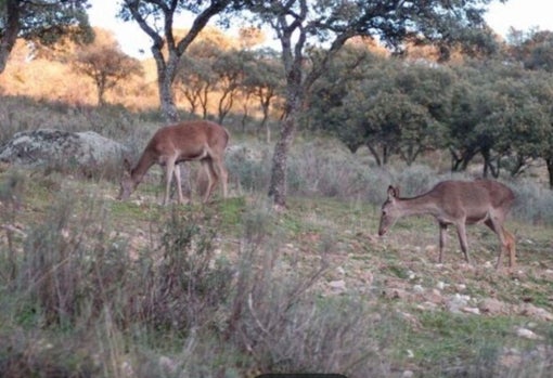 La finca dispone de tres cotos de caza