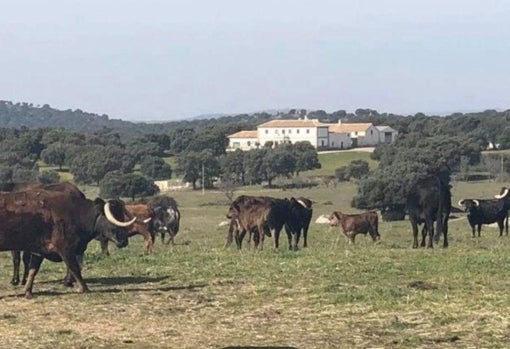 Reses pastan en la dehesa