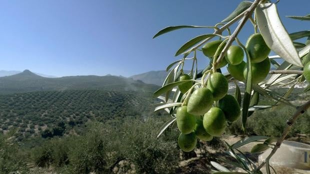 La Universidad de Jaén demuestra que es posible obtener etanol de biomasa de la poda del olivo