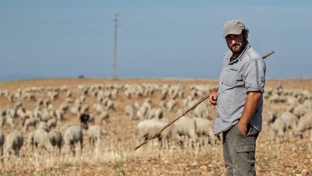 La cría de ovejas como vocación en Córdoba