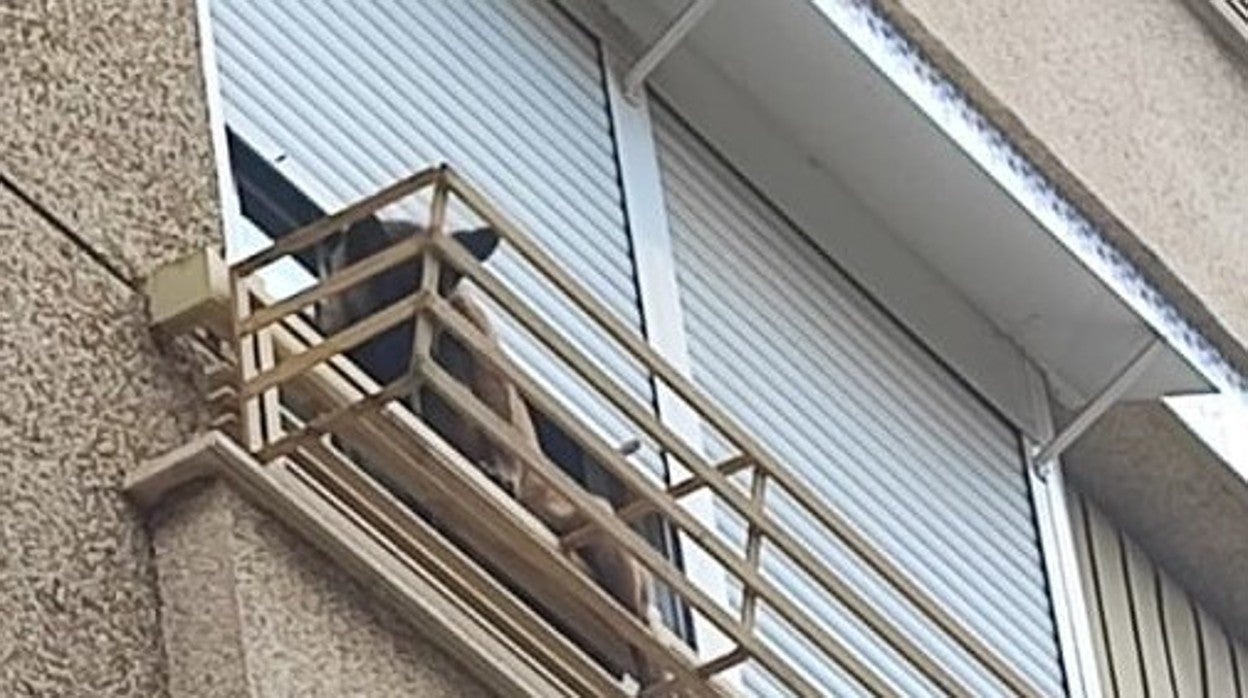 El perro estuvo a punto de caer desde el balcón de la vivienda de Jaén