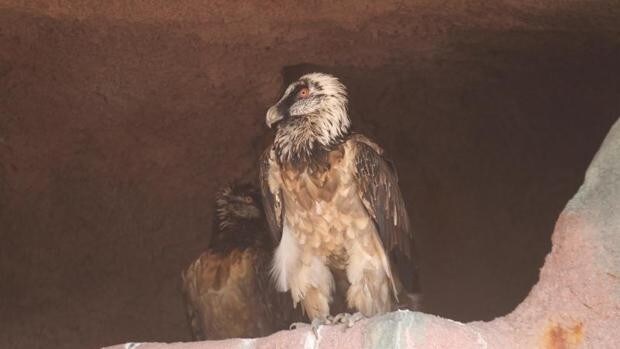 El Ayuntamiento cierra el Zoo de Córdoba tras morir tres aves por la gripe aviar la semana pasada