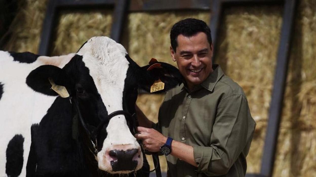 Juanma Moreno, en su reencuentro con la vaca en Córdoba el pasado 8 de junio