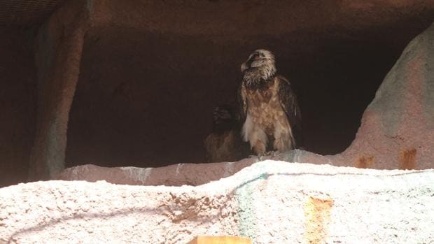 El Zoo de Córdoba registra tres nuevas muertes de ejemplares por gripe aviar, tras 16 días sin casos