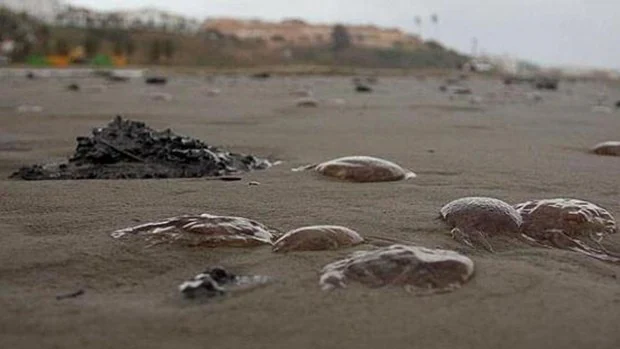 Medusas en la Costa del Sol: los expertos prevén mayor concentración los días que sople el Levante