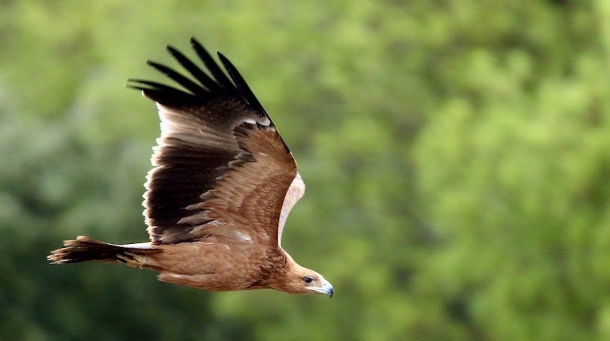 Ejemplar de un águila imperial ibérica