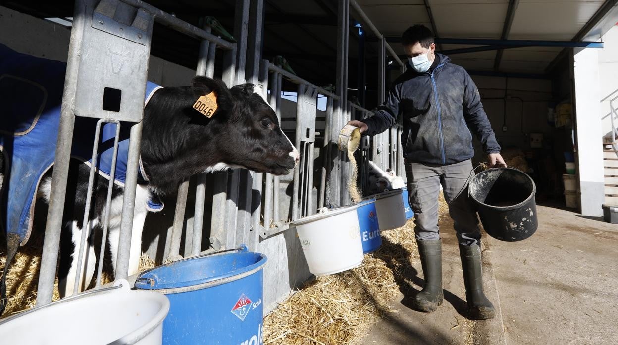 Un ganadero de Añora da de comer a sus vacas en una explotación