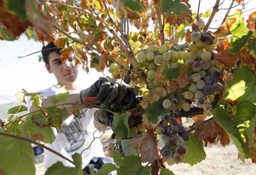 El 70 por ciento de los productores cordobeses ha sufrido ya el cambio climático en el campo