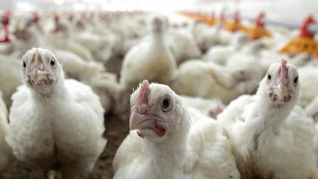 Declarado en Almería un foco del virus de Newcastle en una explotación de pollos