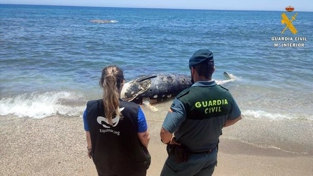 La Guardia Civil auxilia en Almería el varamiento de una tortuga boba, un delfín y un zifio de Cuvier