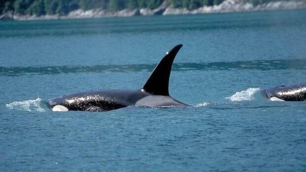 Remolcan a Isla Cristina un velero atacado por cuatro orcas