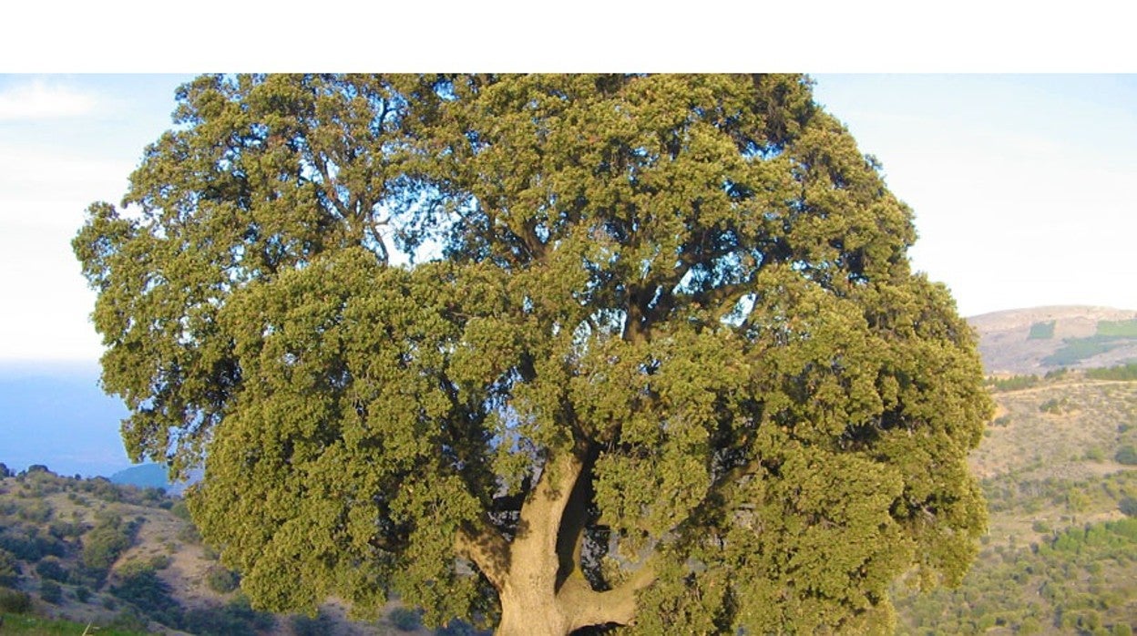 Imagen de 'La Peana', considerado el árbol más grande de Andalucía