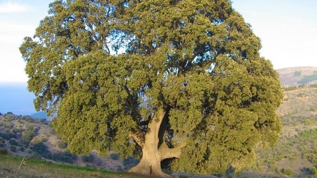 El árbol más grande de Andalucía está en Almería y será restaurado