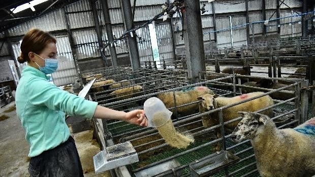 La 'dieta milagro' para vacas que frena el cambio climático