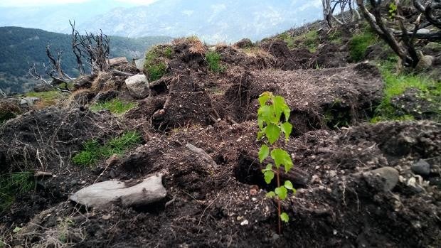 Reforestar bosques, el arma de las empresas para compensar su huella de carbono